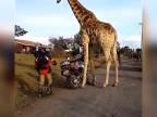 Žirafa na motorke (WTF)