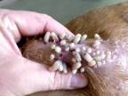 Ošetrovanie psíka napadnutého parazitickými červami
