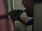 Idiot chcel zistiť ako chutí korytnačka!
