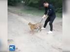 Tigríča vs. ošetrovateľ (Čína)