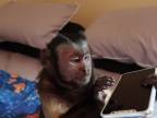 Opička testuje iPhone X