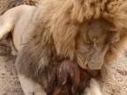 Kŕmenie levov v Parku antilôp (Zimbabwe)