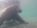 Medveď striehne na ryby aj pod vodou (Aljaška)