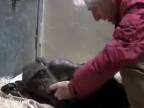 Posledná rozlúčka ošetrovateľa so šimpanzom (Holandsko)
