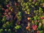 Farby jesenného
 lesu z vtáčej perspektívy