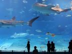 2. najväčšie akvárium sveta - Okinawa Japonsko
