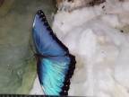 Motýľ s prekrásnymi modrými krídlami (Morpho helenor)