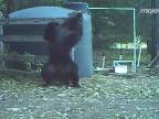 Medveďa dobehla instantná karma (káblom po guľkách)