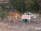 Nebezpeční narušitelia pikniku (Južná Afrika)