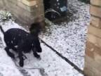 Prvýkrát uvidel sneh! (Anglicko)