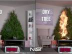Ktorý vianočný stromček zhorí v obývačke rýchlejšie?