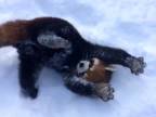 Panda červená sa teší z prvého snehu