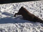 Labrador sa hraje na buldozér