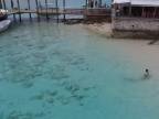 Chlapec upútal na seba vo vode pozornosť! (Bahamy)