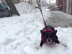 Nie každý pes má rád sneh
