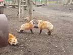 Vrieskajúce líšky (Japonsko)