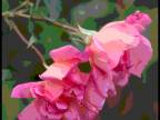 Enya - China Roses - D.Videos