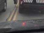 Divoký moriak vs. policajné auto