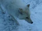 Vlky arktické vyhľadávajú ľudskú spoločnosť