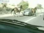 Kone na ceste