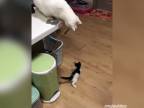Stará mačka trolluje malú mačku