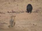 Medvedica bránila svoje mladé voči tigrovi