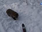 Psík medvedíkovitý nenávidí bežky (Rusko)