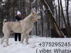 Obrovsky pes vážiaci 115 kilogramov (Bielorusko)