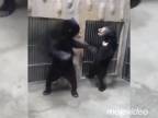 Nielen pandy ovládajú kung fu
