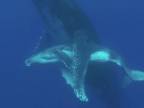 Potápaniee s velrybami v južnom Pacifiku