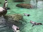 Tučnici majú pohodu (Zoo Drážďany)
