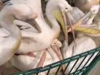 Pelikány mali orgie (Zoo Drážďany)