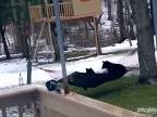 Medvedia rodinka objavila záhrade závesnú sieť (USA)