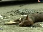 Deti v osade pri Trebišove zabíjajú psov