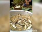 Čerstvá vietnamská “treska”