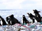 Plastové ostrovy pre tučniaky