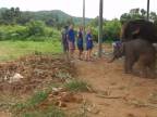 6 mesačné sloníča vydáva pri hraní úžasné zvuky (Thajsko)