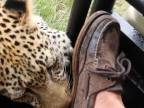 Mladého leoparda ohúrila vôňa topánok