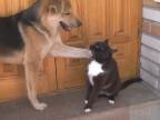 Veční nepriatelia mačka a pes