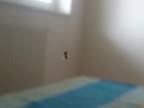 Pavúk sa znáša zo stropu