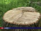 Výrub viac ako 100-ročných stromov (Slovensko)