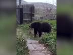 Ruska, ktorá tancovala s medveďmi