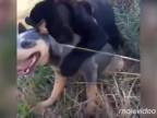 Pes sa mu vrátil z džungle s novým kamarátom (Brazília)