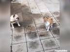 Neymarov pes stretol zákernú mačku