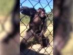 Šimpanz si užíva tanec
