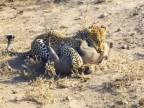 Prasa bradavičnaté prehliadlo leoparda škvrnitého