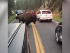 Nepribližujte sa k bizónom (Yellowstonský národný park)