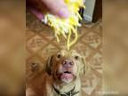 Pes, ktorý miluje strúhaný syr!