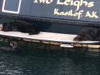Morské vydry leňošili na slniečku (Aljaška)