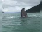 Keď ti zakýva veľryba (Aljaška)